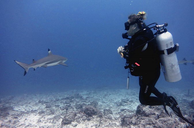 2 Tank (1 Day) Guided Diving for Certified Divers - Denarau Marina - The surface break includes snacks and drinks