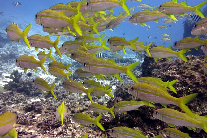 2 Tank (1 Day) Guided Diving for Certified Divers - Denarau Marina - Two sites, two different chances to see Fiji underwater