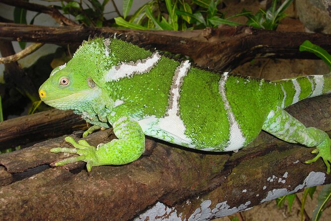 Admission + 2x Zip Line + Unlimited Water Slide Rides - Walk the forest paths and wildlife exhibits