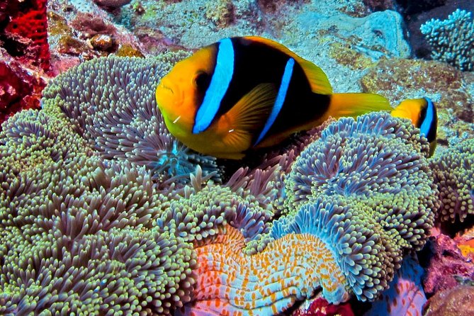 Certified Scuba Diving with Whitetip Marine Adventures team - The first reef session