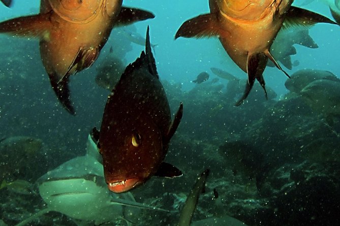 Certified Scuba Diving with Whitetip Marine Adventures team - What the instructors add to the experience