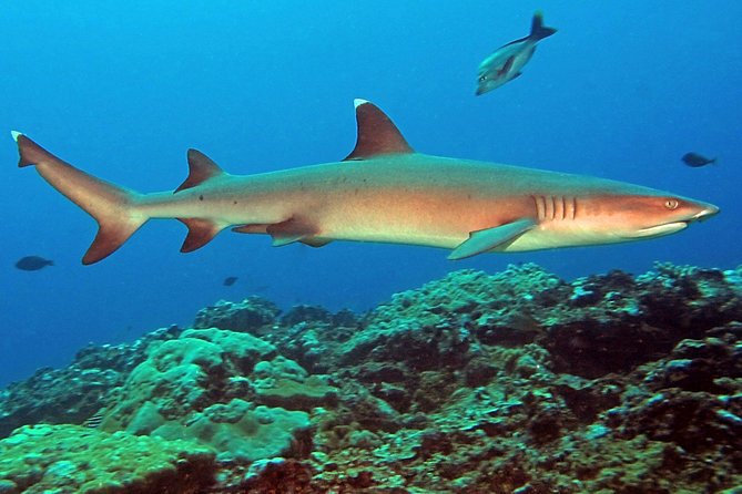 Certified Scuba Diving with Whitetip Marine Adventures team - Is $221.07 good value?