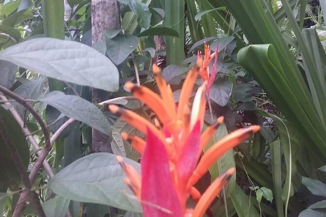 CFC Hot Spring Mud Pool,Garden Of Sleeping Giant And Village Visit Half Day Tour - Booking and cancellation details