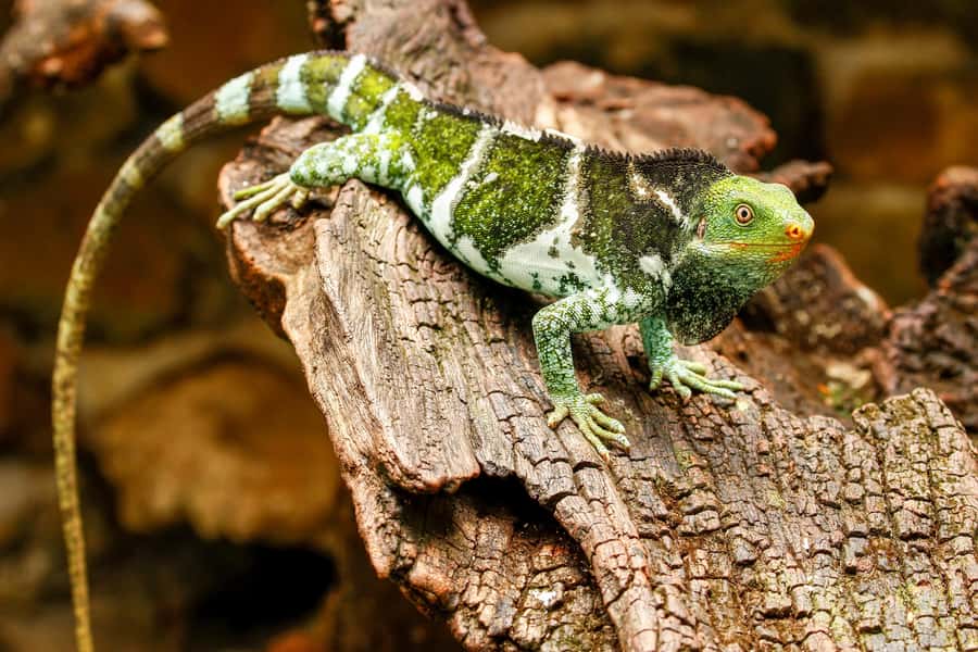 Discover Fijian Culture and Reptiles - Key points before you book