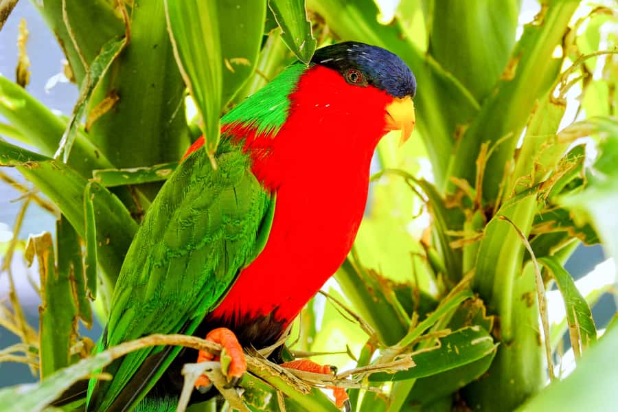 Discover Fijian Culture and Reptiles - Who should book this Fiji day trip?