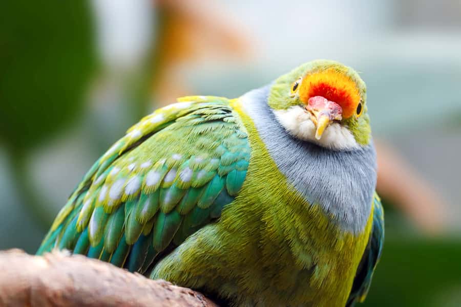 Discover Fijian Culture and Reptiles - Kula Eco Park and Fiji’s rare crested iguanas