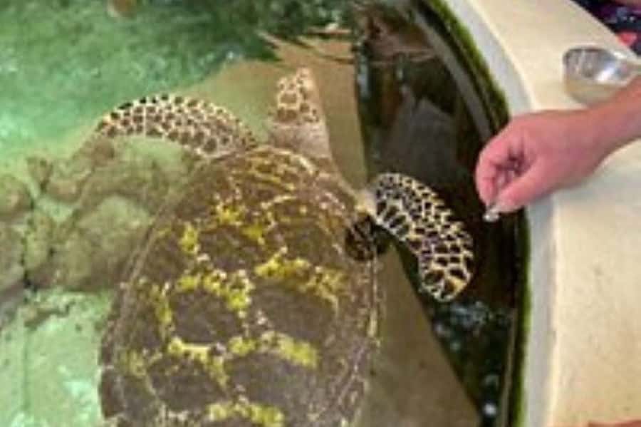 Discover Fijian Culture and Reptiles - The guide can shape the whole experience