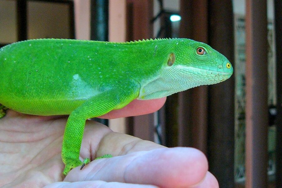 Discover Fijian Culture and Reptiles - What the $117 price really includes