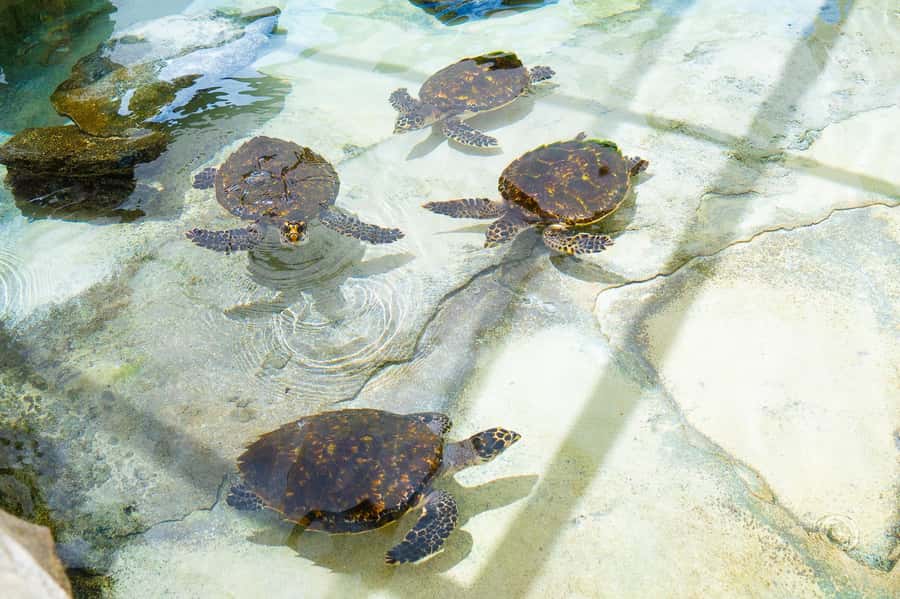 Fiji: Beachcomber Island Day Cruise with Snorkelling - Who will enjoy this Beachcomber Island cruise?