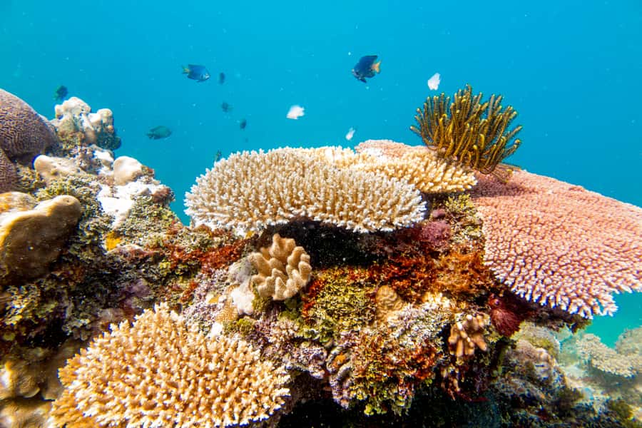 Fiji: Captain Cook Cruises - Island & Reef Day Trip - Kayaks, paddle boards, and beach games