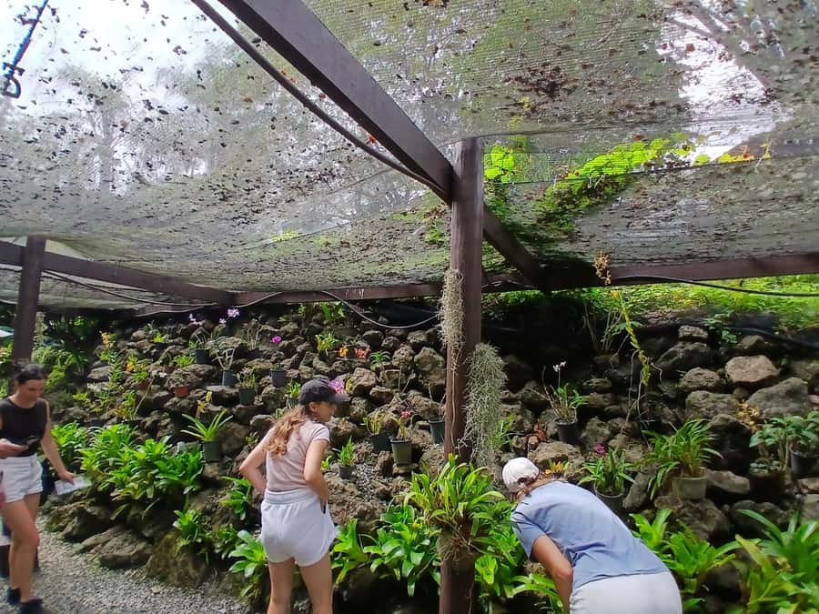 FIJI: Garden of the Sleeping Giant Tour - Why the Garden of the Sleeping Giant is worth your time