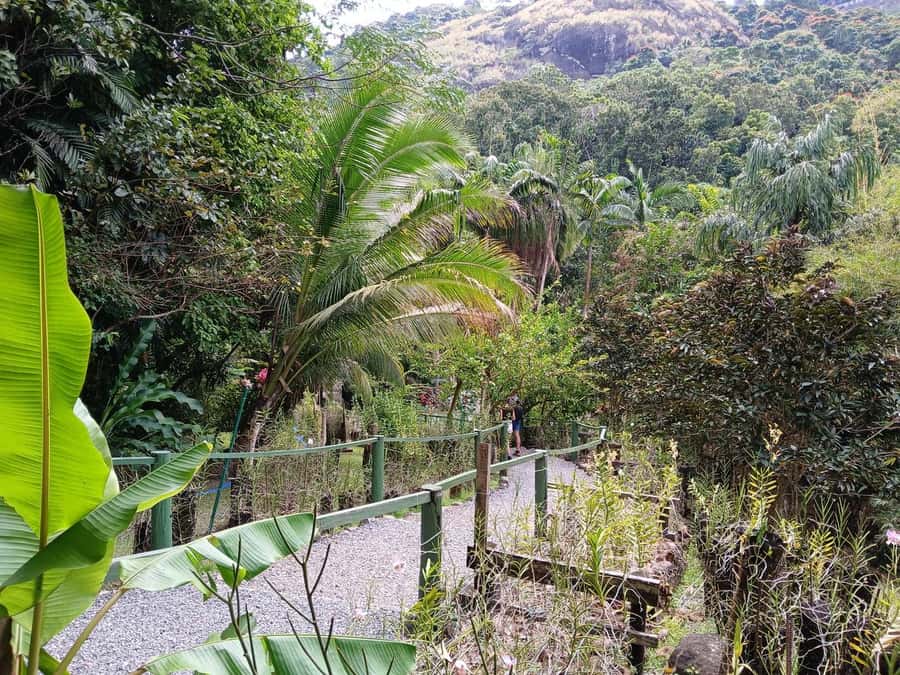 FIJI: Garden of the Sleeping Giant Tour - The lily pond and native forest walk