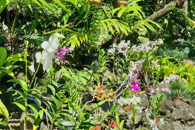Fiji Lautoka Shore Excursions Tour - Is $84.66 a fair price?