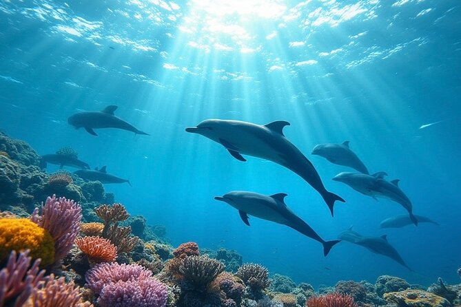 Fiji’s Best Dolphins tour and Snorkeling Adventure - The best parts of the day at a glance