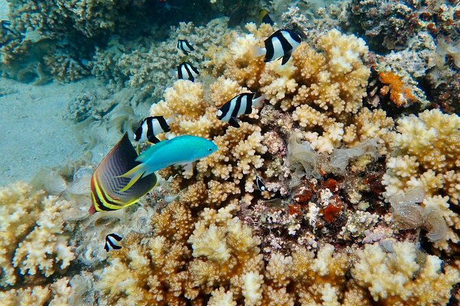 Fiji’s Best Dolphins tour and Snorkeling Adventure - Snorkeling over coral and reef fish