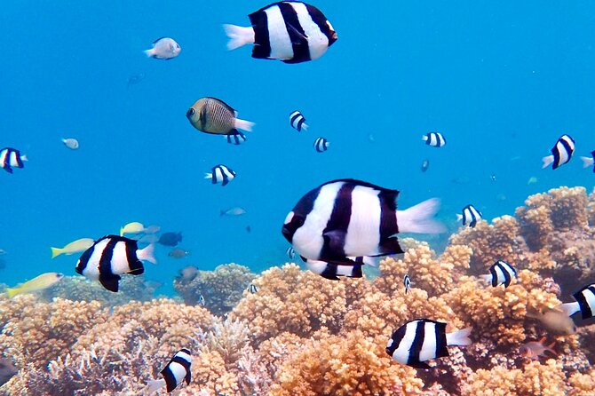 Fiji’s Best Dolphins tour and Snorkeling Adventure - Lunch, drinks, and what you pay extra for