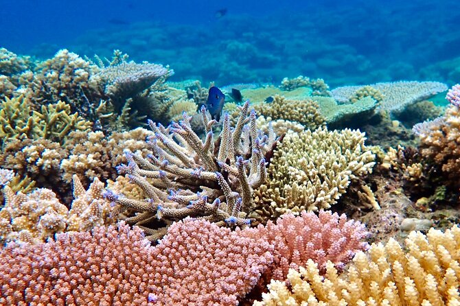 Fiji’s Best Dolphins tour and Snorkeling Adventure - What the private tour label really means