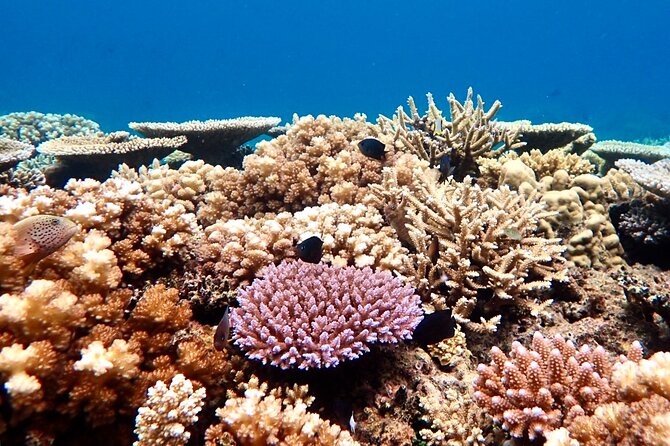 Fiji’s Best Dolphins tour and Snorkeling Adventure - Hand-line fishing, a simple family activity