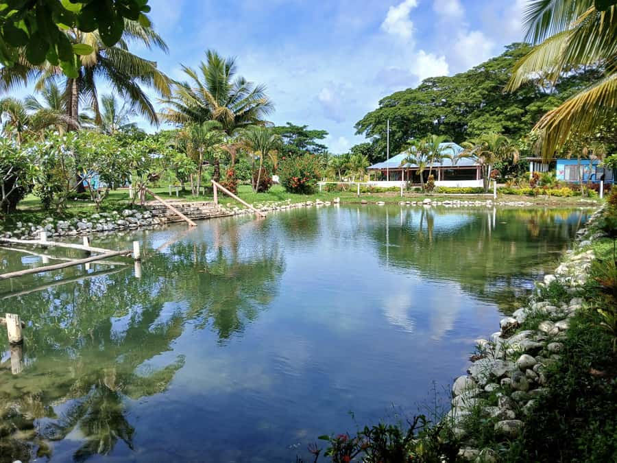Fiji: Tifajek Mud Pool & Hotspring Tours & Tickets - Is the $21 price good value?