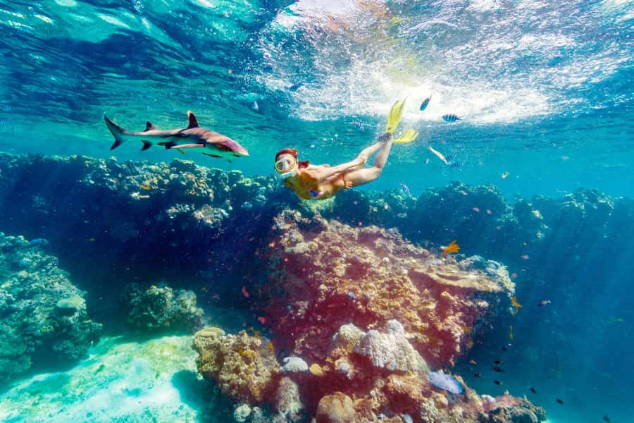 Fiji: Ultimate Encounters Snorkel with Sharks and Lunch - What the shark snorkeling is really like