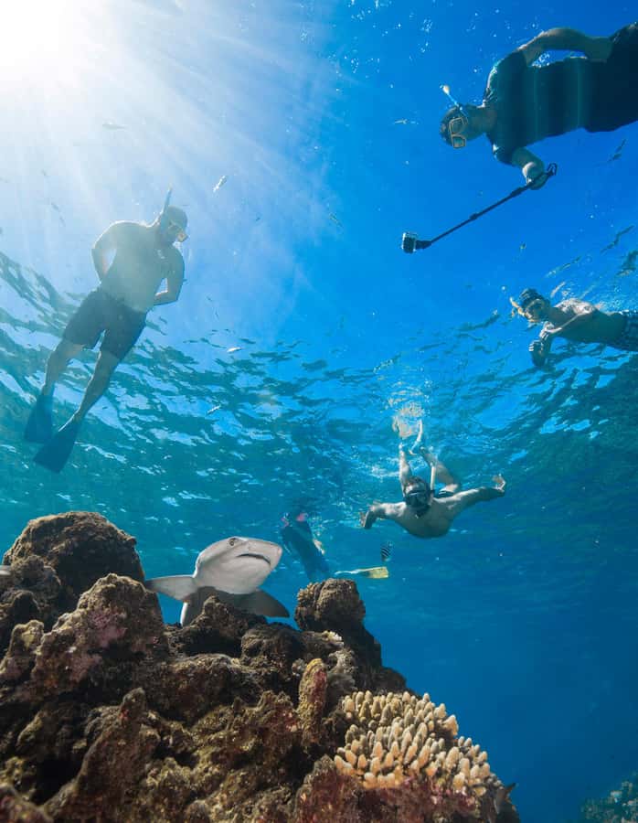 Fiji: Ultimate Encounters Snorkel with Sharks and Lunch - Who will enjoy this Fiji shark trip?