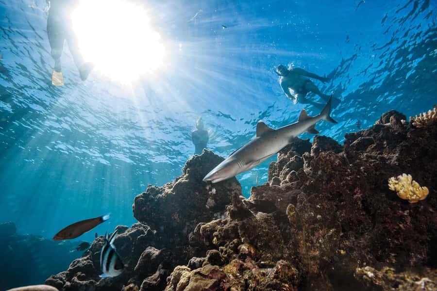 Fiji: Ultimate Encounters Snorkel with Sharks and Lunch - The 20-minute boat ride to the reef
