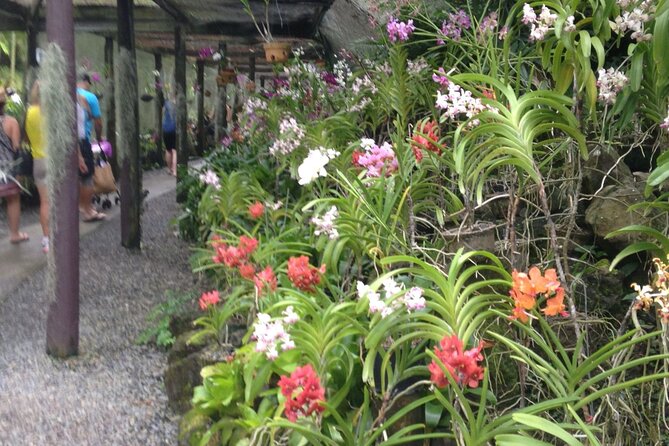 Half Day Mudpools, Veseisei Fijian Village, Gardens of Sleeping Giants &Shopping - Sabeto mud pools and the hot spring ritual