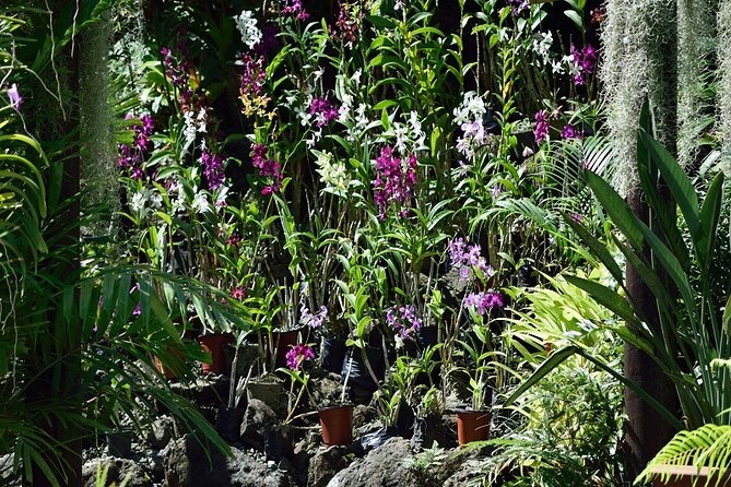 Half Day Nadi Tour incls Sri Siva Temple, Orchid Gardens,Local Village & Markets - The Garden of the Sleeping Giant and its orchids