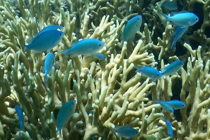 Introductory Scuba Dive experience - Whitetip Marine Adventures - Two reef sessions and the marine life you may see