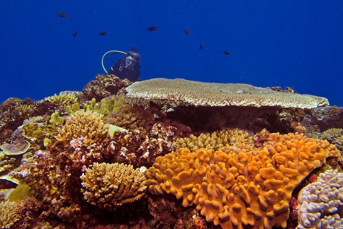 Introductory Scuba Dive experience - Whitetip Marine Adventures - Why the instructors matter so much