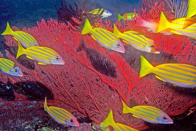Introductory Scuba Dive experience - Whitetip Marine Adventures - Is $230.48 a fair price?