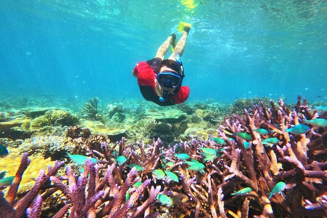Mantaray Island Day Trip with Lunch - Why Mantaray Island takes a full day
