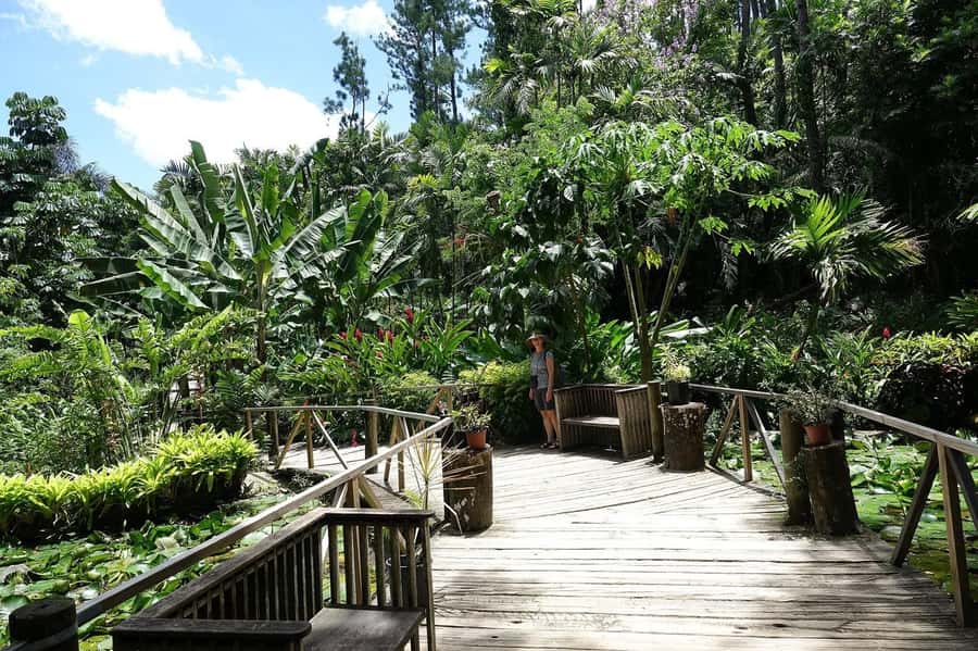 NADI-SABETO: Exquisite Orchid Garden with Hotspring Mudpool - Orchids, lilies, ponds, and rainforest shade