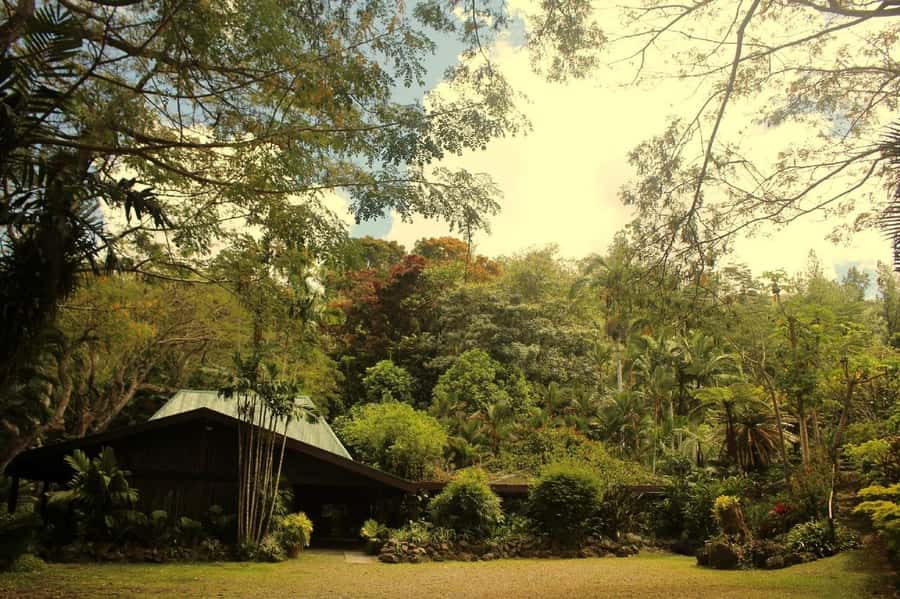 NADI-SABETO: Exquisite Orchid Garden with Hotspring Mudpool - The hot pool is the slow part of the day