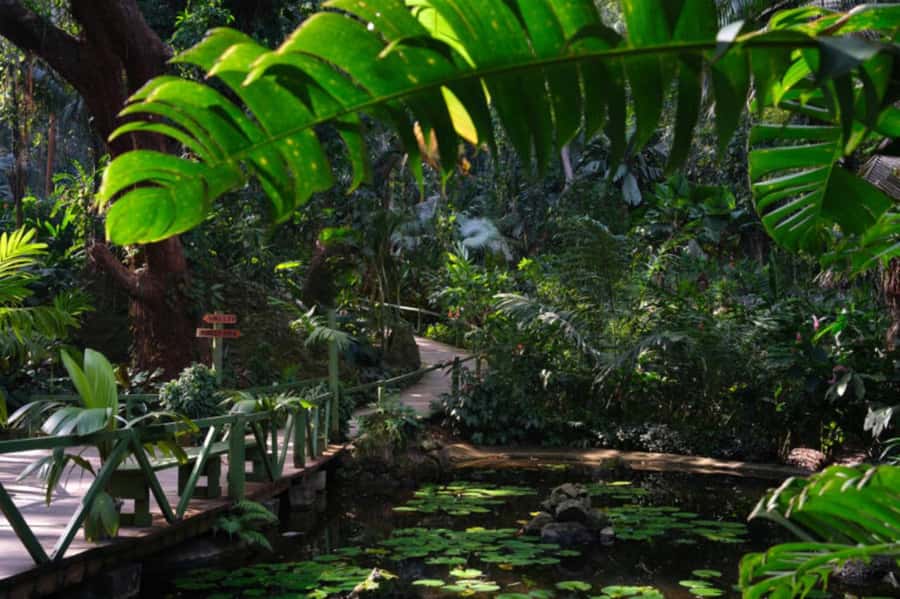 NADI-SABETO: Exquisite Orchid Garden with Hotspring Mudpool - What to pack for the mud pools