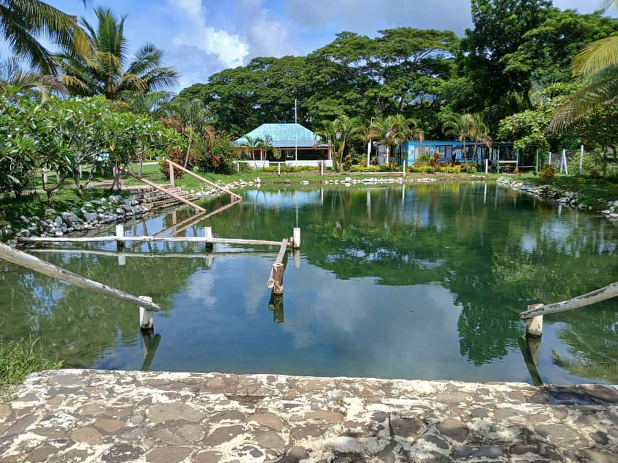 NADI-SABETO: Exquisite Orchid Garden with Hotspring Mudpool - Who will enjoy this tour most