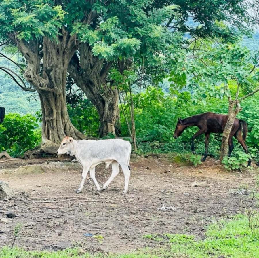 Nadi: Waterfall Tour Adventure with Refreshments and Lunch - Feeding farm animals salt