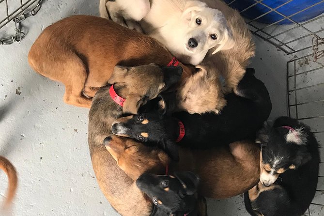 Shelter Visit & Tour - What the $40.17 price really buys