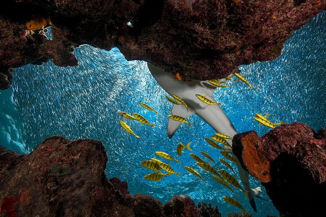 Ultimate Encounter Snorkel with Sharks in Fiji - The journey from Denarau to Barefoot Kuata Island
