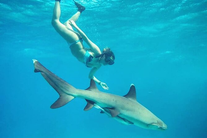 Ultimate Encounter Snorkel with Sharks in Fiji - The schedule and the return to Denarau