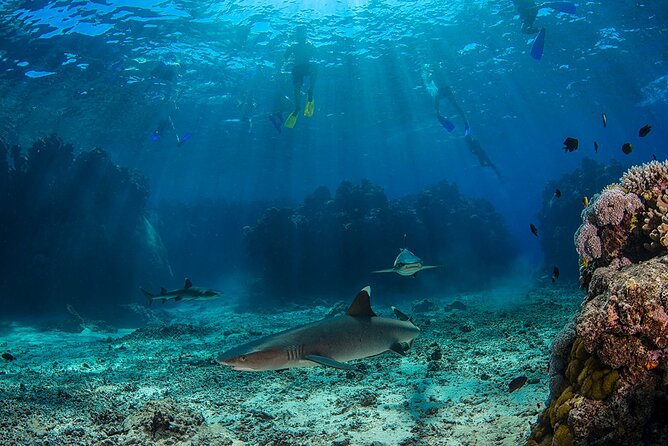 Ultimate Encounters Package - 2 Days | 1 Night - From Nadi hotels to Port Denarau at 8:45am