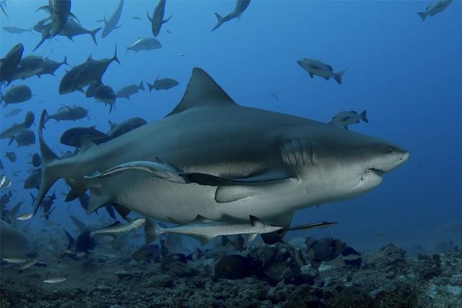 Ultimate Shark Encounter Two Tank Dive at The World Famous Beqa Lagoon - Key points to know before you book