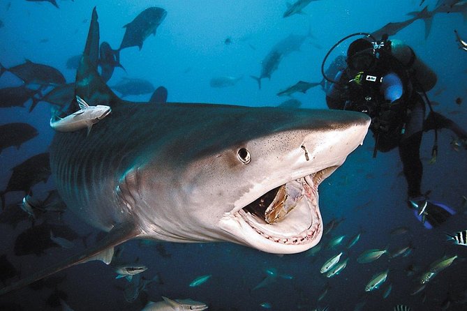Ultimate Shark Encounter Two Tank Dive at The World Famous Beqa Lagoon - The shark cast, from reef species to tiger sharks